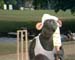 Playing cricket