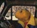 Errol drives the Ratmobile to
                            Switzerland
